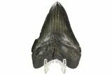 Serrated, Fossil Megalodon Tooth #125335-2